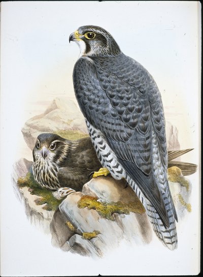 Norsk eller Gyrfalcon Falcon (Falco Gyrfalco) (handfärgad litho) av John (after) Gould