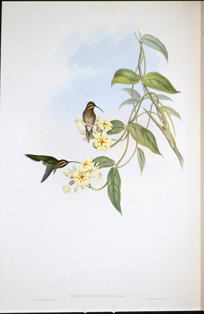 Obscure Eremit (Phaethornis Obscura) (handfärgad litho) av John (after) Gould