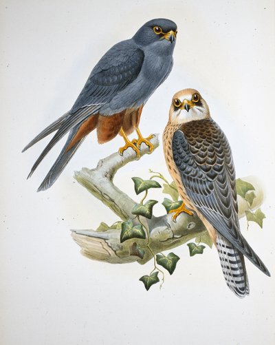 Hobby med orange ben (Erythropus Vespertinus) (handfärgad litho) av John (after) Gould
