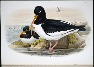 Oyster Catcher (Heamatopus Ostralegus) (handfärgad litho) av John (after) Gould