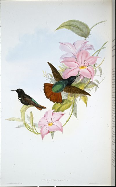Pamelas solstråle (Aglaeactis Pamela) (handfärgad litho) av John (after) Gould