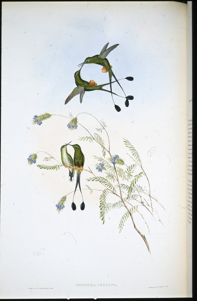 Peruansk racket-svans (Spathura Peruana) (handfärgad litho) av John (after) Gould