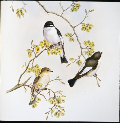 Pied flugsnappare (Muscicapa Atricapilla) (handfärgad litho) av John (after) Gould