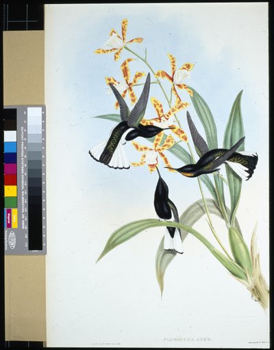 Pied Jacobin (florisuga ater) (handfärgad litho) av John (after) Gould
