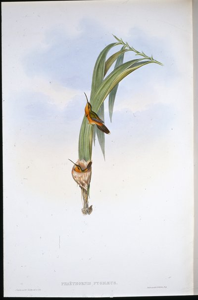 Pigmy Eremit (Phaethornis Pygmaeus) (handfärgad litho) av John (after) Gould