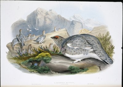 Ptarmigan (höstfjäderdrakt) (Lagopus Mutus) (handfärgad litho) av John (after) Gould