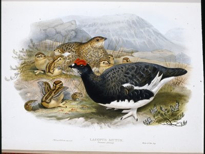 Ptarmigan (sommarfjäderdrakt) (Lagopus Mutus) (handfärgat foto) av John (after) Gould