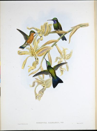Lilastrupig kolibri (Oreopyra Calolaema) (handfärgad litho) av John (after) Gould