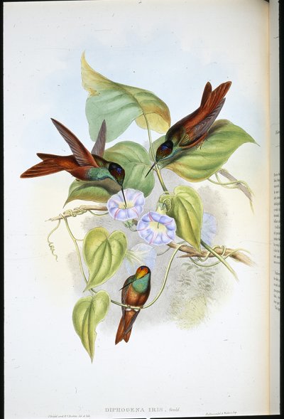 Regnbåge (Diphogena Iris) (handfärgad litho) av John (after) Gould