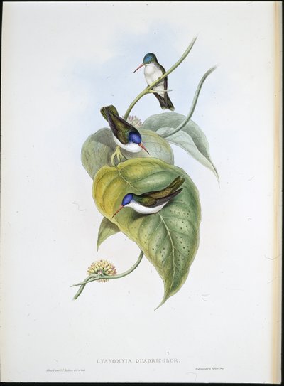 Rödnäbbad Azur-krona (Cyanomyia Quadricolor) (handfärgad litho) av John (after) Gould