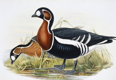 Rödbröst gås (Bernicla Ruficollis (handfärgad litho) av John (after) Gould