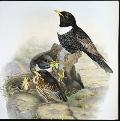 Ring Ouzel (Mer Ulatorquata) (handfärgad litho) av John (after) Gould