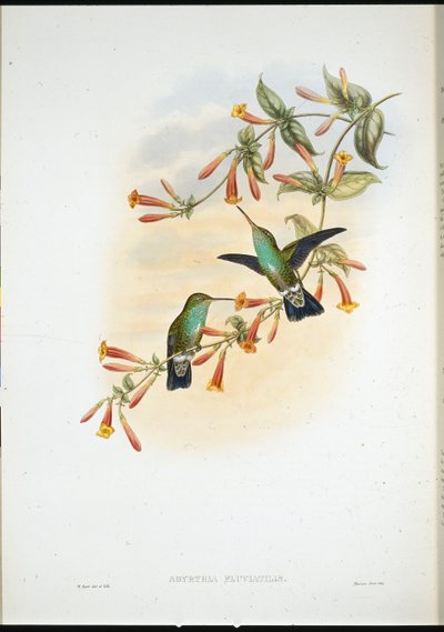 Riverine Emerald (Agyrtria Fluviatilis) (handfärgad litho) av John (after) Gould