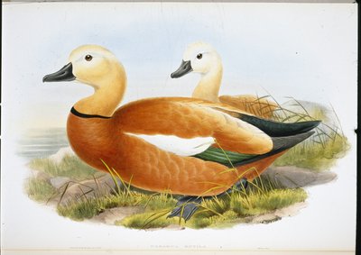 Ruddy Shelldrake (handfärgade medlemmar) av John (after) Gould