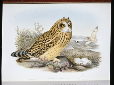 KORTÖRAD UGLA (Bracyotus Palustris) (handfärgad litho) av John (after) Gould
