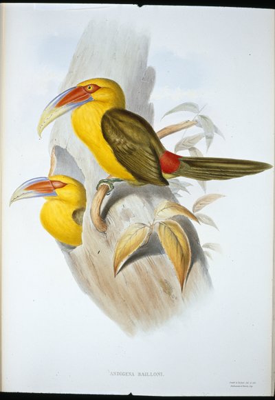 Saffransfärgad Hill Toucan (Andigena Bailloni) (handfärgad litho) av John (after) Gould