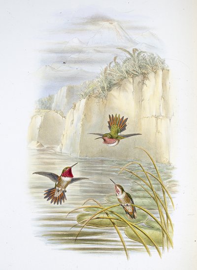 Salvins eldbärare. (Selasphorus ardens). (handfärgad litho) av John (after) Gould