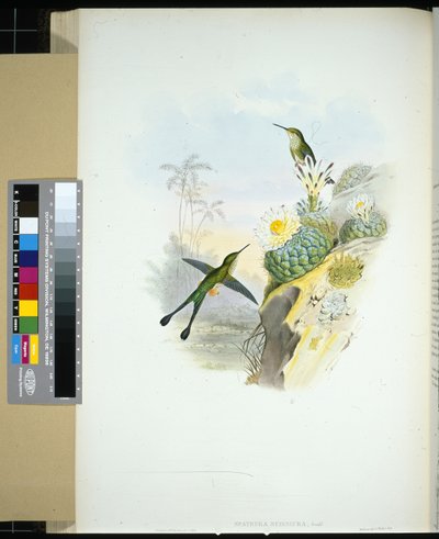 Saxsvansracket-svans (spathura scissiura) (handfärgad litho) av John (after) Gould
