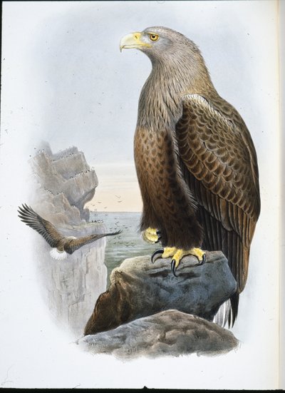 Havsörn (Haliaetus Albicilla) (handfärgad litho) av John (after) Gould