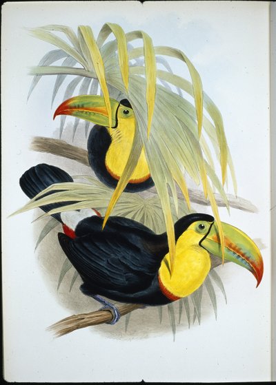 Kortnäbbad tukan (Ramphastos Brevicarinatus) (handfärgad litho) av John (after) Gould