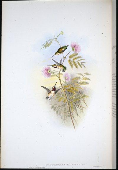 Kortstjärtad trästjärna (Calothorax Micrurus) (handfärgad litho) av John (after) Gould
