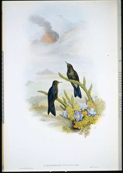 Southern Thorn-bill (Ramphomicron Vulcani) (handfärgad litho) av John (after) Gould