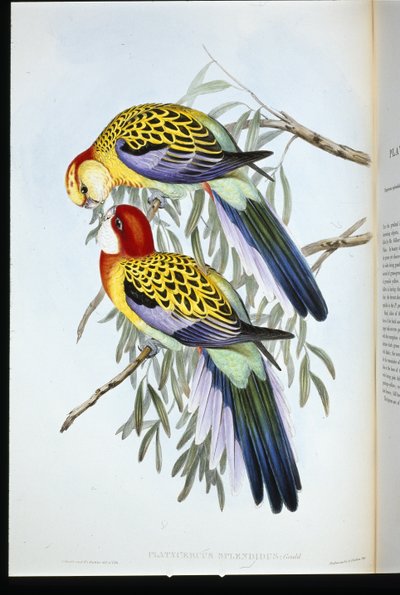 Splendid Parakeet (Splendid Palatycercus) (handfärgad litho) av John (after) Gould