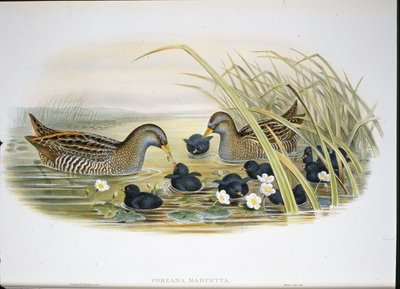 Spotted Crake (Porzana Maruetta) (handfärgad litho) av John (after) Gould