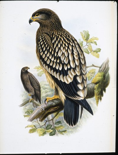 Spotted Eagle (Aquila Naevia) (handfärgad litho) av John (after) Gould