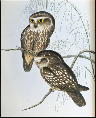 Fläckig uggla (Athene Maculata) (handfärgad litho) av John (after) Gould