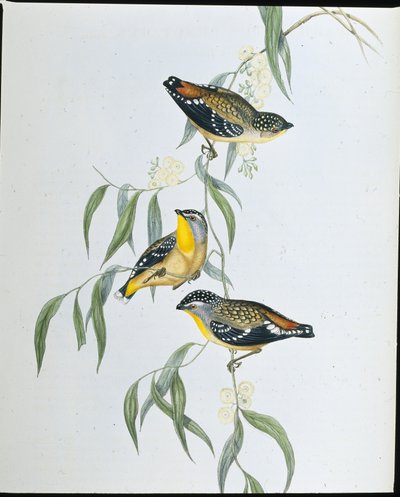 Fläckig pardalote (Pardalotus Punctatus) (handfärgad litho) av John (after) Gould