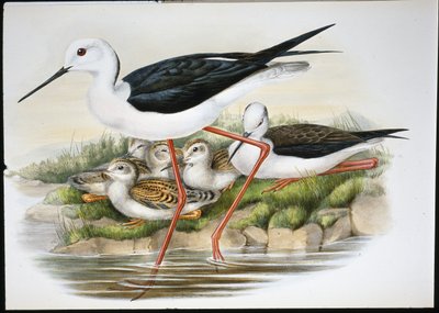 Stylta (Himantopus Candidus) (handfärgad litho) av John (after) Gould