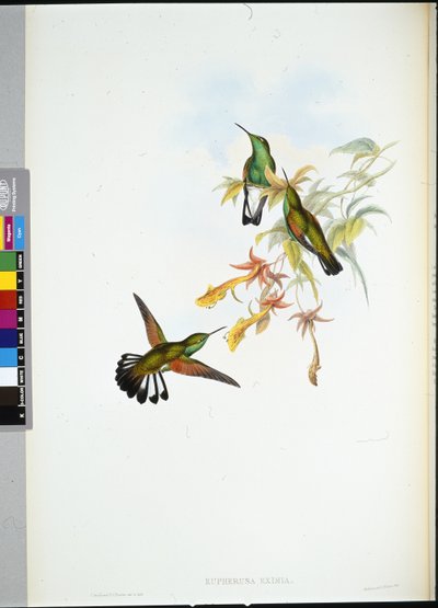 Stripe-tail kolibri (Eupherusa Eximia) (handfärgad litho) av John (after) Gould