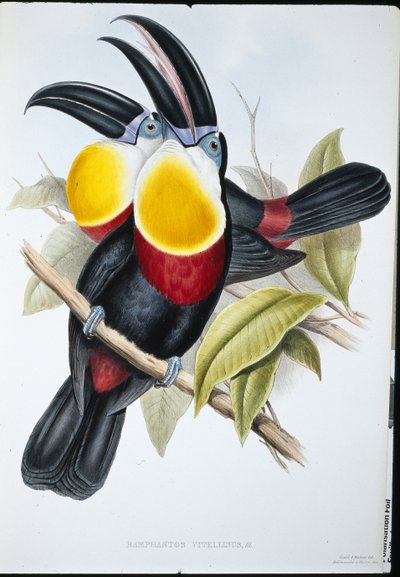 Svavel- och vitbröst tukan (Ramphastos Vitellinus) (handfärgad litho) av John (after) Gould