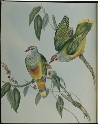 Swainsons fruktduva (Ptilinopus Swainsonii) (handfärgad litho) av John (after) Gould