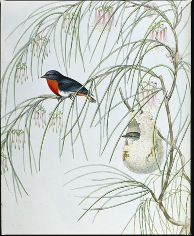Swallow Dicaeum (handfärgade figurer) av John (after) Gould