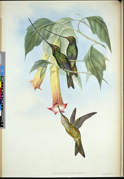 Svärdsnäbb (Docimastes Ensiferus) (handfärgad litho) av John (after) Gould