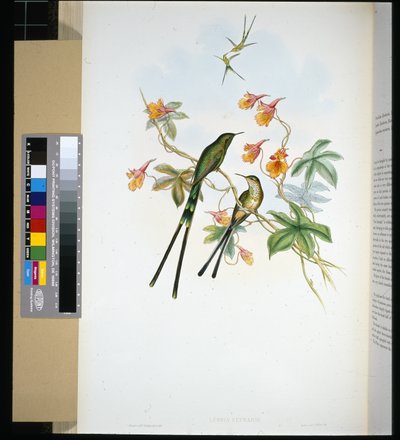 Tågbärare (lesbia eucharis) (handfärgad litho) av John (after) Gould