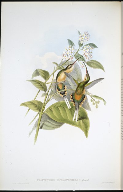 Tågbärande eremit (Phaethornis Syrmatophorus) (handfärgad litho) av John (after) Gould