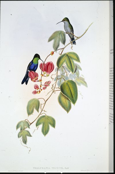Tschudis Panoplites (Thalurania Tschudi) (handfärgad litho) av John (after) Gould