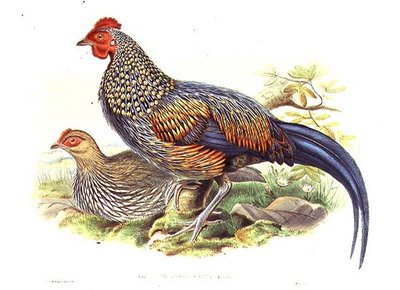 Två asiatiska fasaner (Gallus Sonneratii) graverade av konstnären och William Hart (1823-1894) (litho) av John (after) Gould