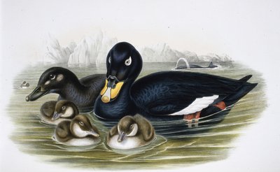 Velvet Scoter (oidemla fusca) (handfärgad litho) av John (after) Gould