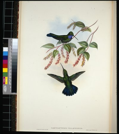 Villavicencios sabelvinge (campylopterus villavicencio) (handfärgad litho) av John (after) Gould