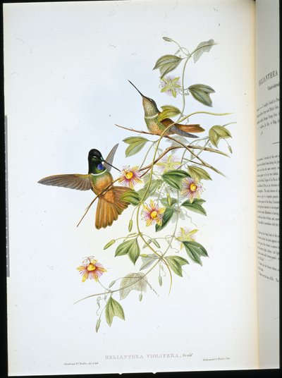 Violettstrupig stjärnfront (Helianthea Violifera) (handfärgad litho) av John (after) Gould