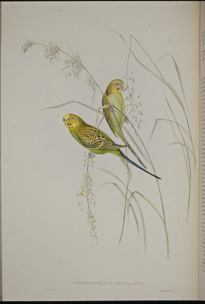 Warbling Grass Papegoja (Melopsittacus Undulatus) (handfärgad litho) av John (after) Gould
