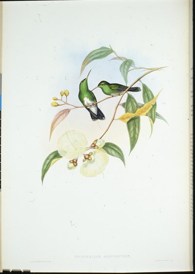Vitbukig smaragd (Thaumatias Albiventris) (handkolorerad litho) av John (after) Gould