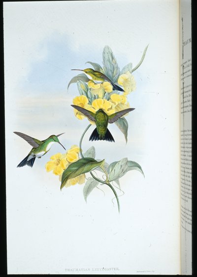 Vitstrupig smaragd (Thaumatias Leucogaster) (handfärgad litho) av John (after) Gould