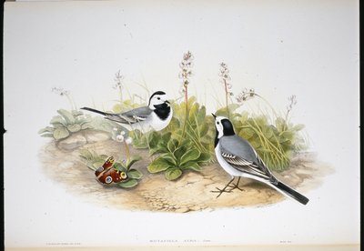 Vit vipstjärt (Motacilla Alba) (handfärgad litho) av John (after) Gould