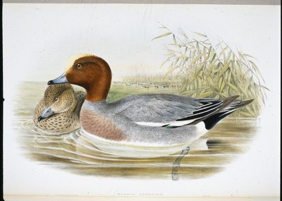 Widgeon (Mareca Penelope) (handfärgad litho) av John (after) Gould