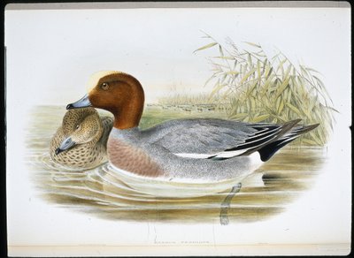 Widgeon (Mareca Penelope) (handfärgad litho) av John (after) Gould